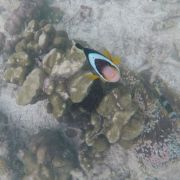 Expedice BORNEO - 12. fotka