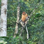 Expedice BORNEO - 9. fotka